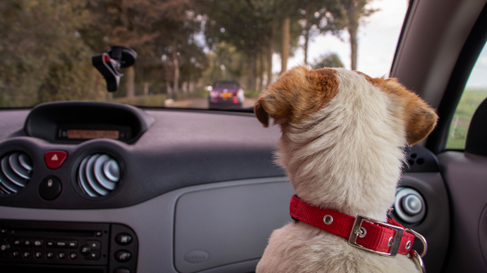 How to Avoid Car Accidents Caused by Unrestrained Pets